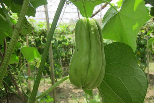 吃瓜止咳吗,揭秘吃瓜能否止咳的神奇功效