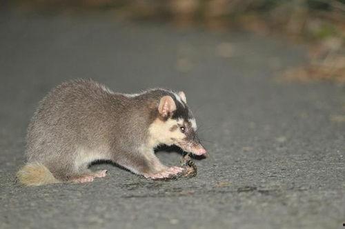 吃瓜猹542,网络红人的崛起之路