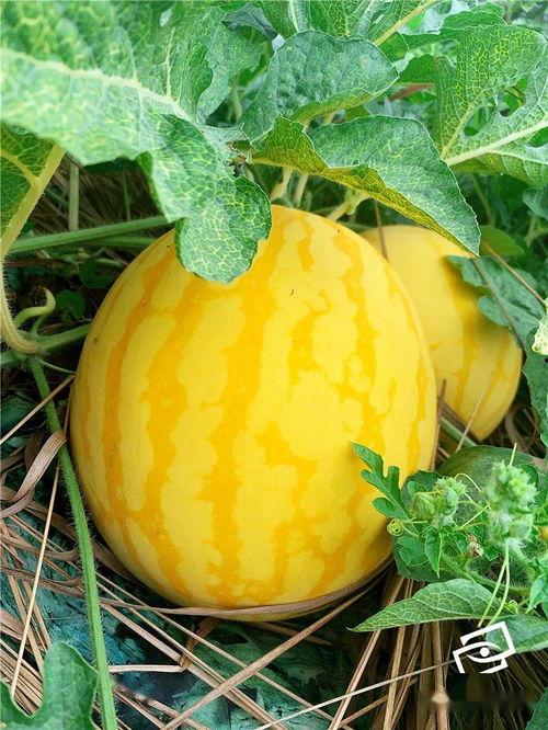 可以吃的海瓜,揭秘可食用海瓜的奥秘