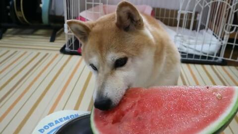 啸天犬吃瓜,揭秘娱乐圈背后的秘密