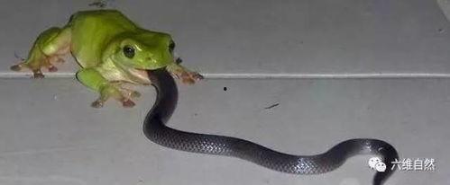 蛇佛吃瓜,一场吃瓜引发的奇幻之旅